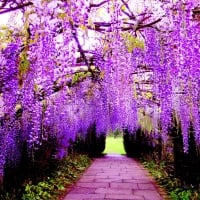 Wisteria in Ashikaga Flower Park