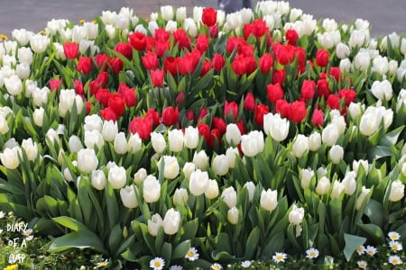 Spring in Ashikaga Flower Park - daisies, tulips, japan, blossoms, white, red