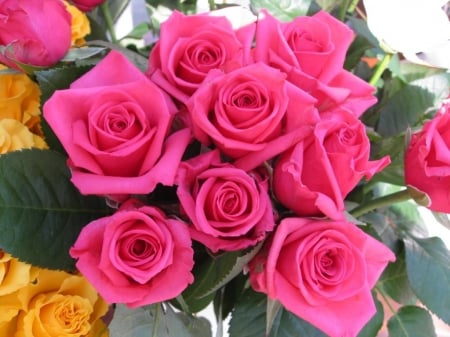 Pink Roses - blossoms, petals, bouquet, leaves