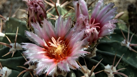 Ruby-throated Pink Cactus Flowers - beauty, love, cactus, wide screen, cactus flowers, photography, frilly, floral, beautiful, romance, photo, flower