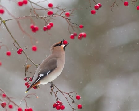 Winter Bird(Waxwing) - bird, animal, winter, waxwing, berry