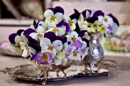 Pansies in Silver Cream FC - beautiful, photography, beauty, romance, photo, love, flower, wide screen, pansies, floral