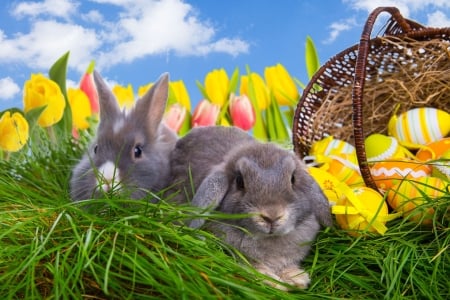 Easter Bunnies - clouds, eggs, Easter eggs, rabbits, bows, grass, Easter, basket, tulips, Spring, bunnies, sky, ribbons