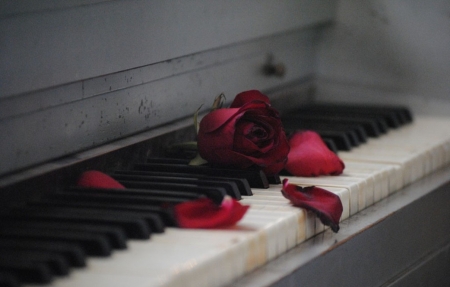 ♥ - abstract, piano, petals, red