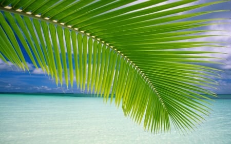 tropicana - beach, leaf, palm, ocean