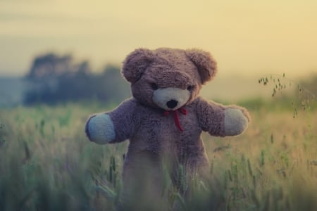 wild ted - field, bear, teddy, grass