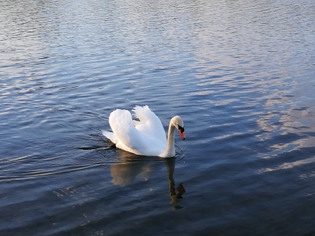 Swan Trowse Newton Norwich - Trowse Newton, Norwich, East Anglia, Sawn