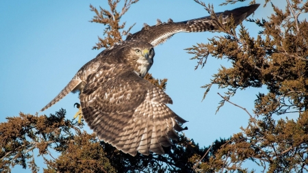 Eagle Flight - trees, eagle, wings, animal, flight, bird