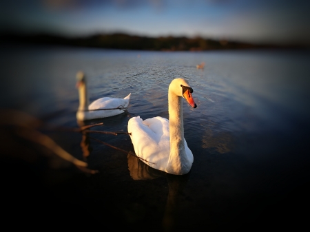 Swan - Trowse Newton, Norwich, UK, swan