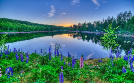 Lupins near the Lake - nature, lake, lupin, flower