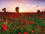 Papavers at Sunset