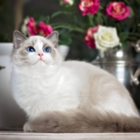Blue Eyes Kitten