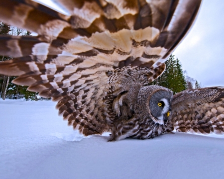 The Great Gray Owl - bird, trees, winter, snow, feather, owl, animal, gray, wings