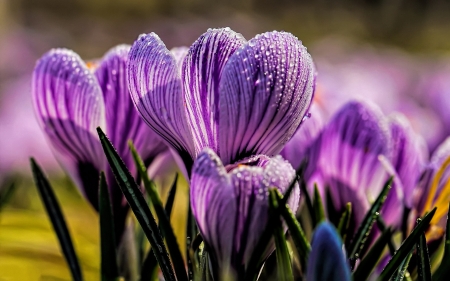 Purple - flowers, love, purple, garden