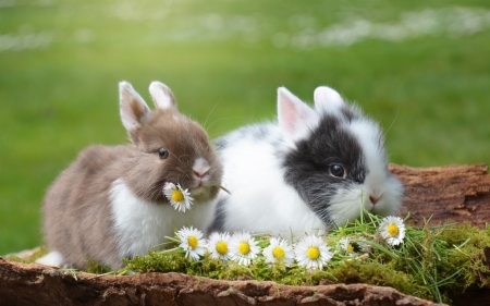 Bunnies - flower, animal, cute, rodent, spring, iepuras, easter, rabbit, couple, bunny, daisy, green