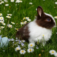 Bunny