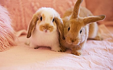 Cute Rabbits - rabbits, animals, bunny, cute