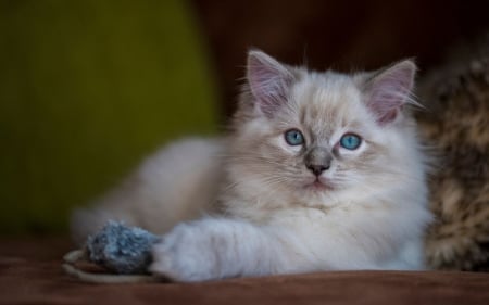 Kitten - cute, sweet, cat, ragdoll, pisica, toy, kitten, mouse, paw