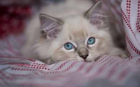 Kitten - animal, pisica, kitten, blue, cute, eyes, ragdoll, cat