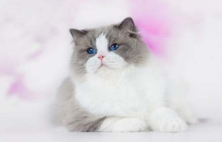 Cat - white, pisica, animal, pink, cat, grey