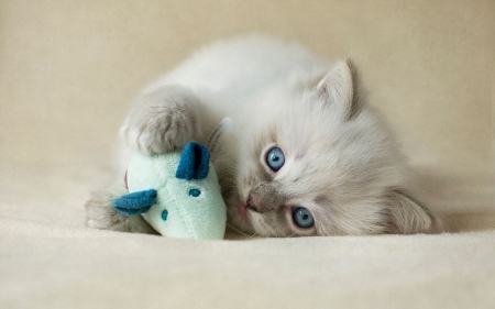 Kitten - blue, mouse, ragdoll, toy, sweet, cat, pisica, white, kitten, cute