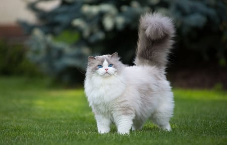 Cat - fluffy, white, animal, pisica, green, grass, ragdoll, cat