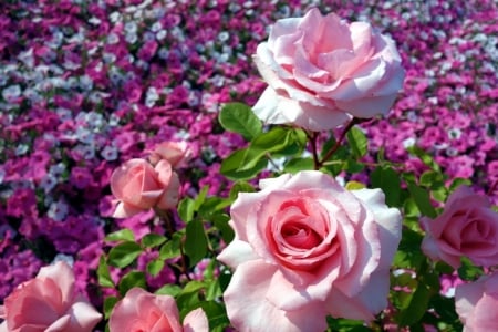 Ashikaga Flower Park, Japan - blossoms, flower, plants, roses, petals, colors