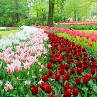 Keukenhof Gardens, Netherlands