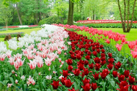 Keukenhof Gardens, Netherlands - blossoms, trees, tulips, colors, spring