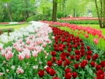 Keukenhof Gardens, Netherlands