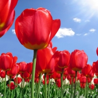 Red tulips under a blue sky