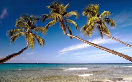 Pending Trees Beach - nature, beach, trees, clouds, palm, sea, waves