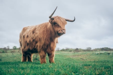 hairy bull - cattle, animal, bull, grass