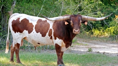 long horn bull - long, cattle, bull, horn