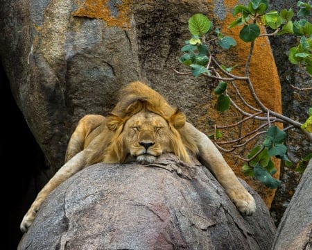 King Sleeping on Stone - stone, trees, animal, lion, sleeping, big cat