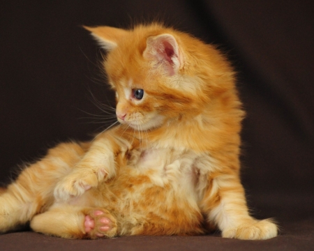 Cute Fluffy Kitten - fluffy, cat, animal, cute, kitten