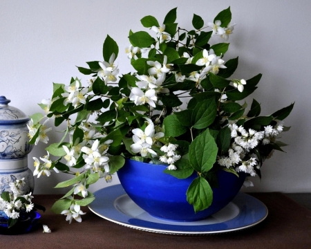 Still Life - china, jasmine, bowl, flowers, still life, spring