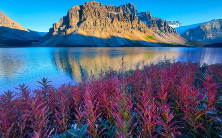 Mountain River - nature, mountain, flower, river