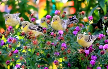 Birds in Spring - nature, bird, flower, spring