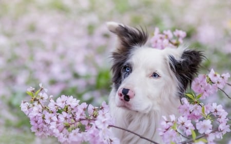 Spring - blossom, dog, spring, flower, pink, black, white, animal, australian shepherd, caine