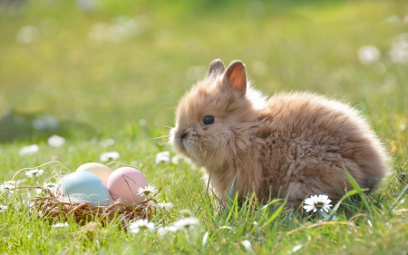 Happy Easter! - animal, cute, rodent, egg, grass, easter, rabbit, bunny, green