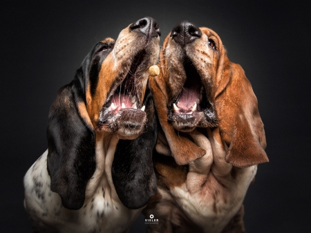 Treat - christian vieler, food, dog, treat, black, animal, funny, caine, face, couple