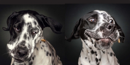 Funny faces - christian vieler, food, dog, black, white, animal, funny, caine, face