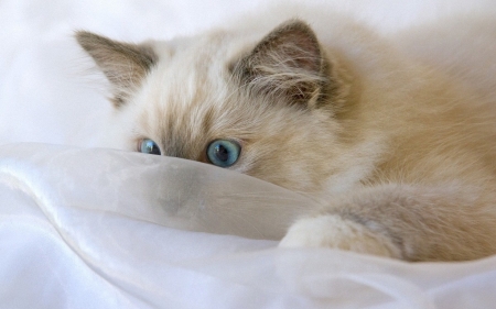 Kitten - blue, eyes, ragdoll, cat, pisica, white, kitten, funny, cute