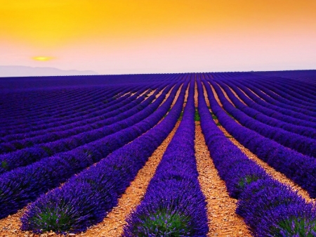 Lavender Fields In Valensole, France - nature, field, france, lavender