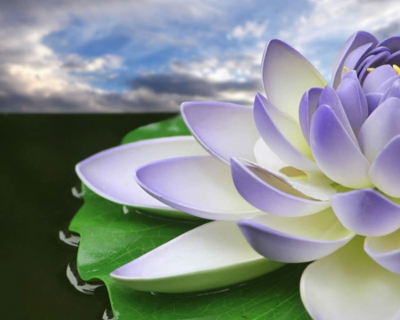 Purple Flower - clouds, flower, petals, purple