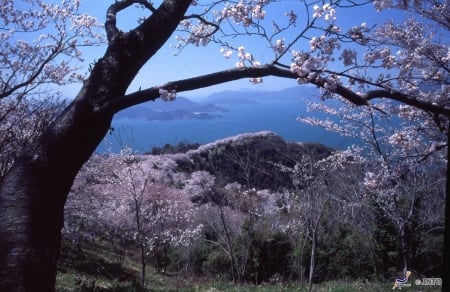 Mt. Sekizen - lake, mountain, cherry, japanese, nature, japan, sakura, scenery, blossom