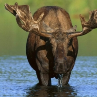 Moose Wallpapers - Desktop Nexus
