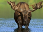 moose