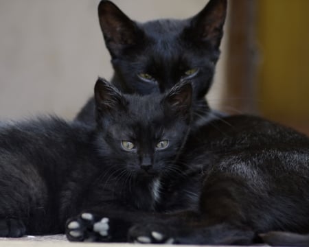 Black Kittens - black, animal, kitten, look, cat, family